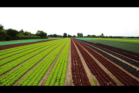 LJ Betts grows a range of wholehead lettuce, as well as other salad crops